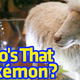 Illustration for article titled This Pokémon Was Too Controversial To Live